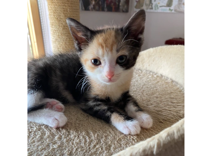 Kittens - Lucy & Rory