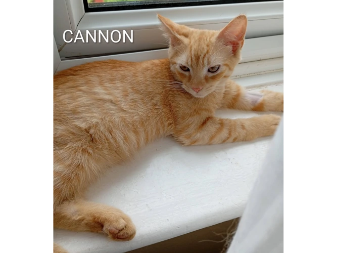 CANNON