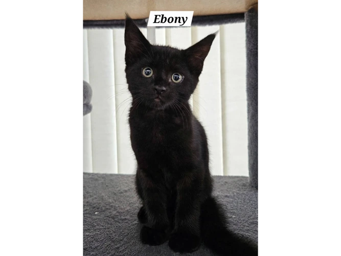 EBONY