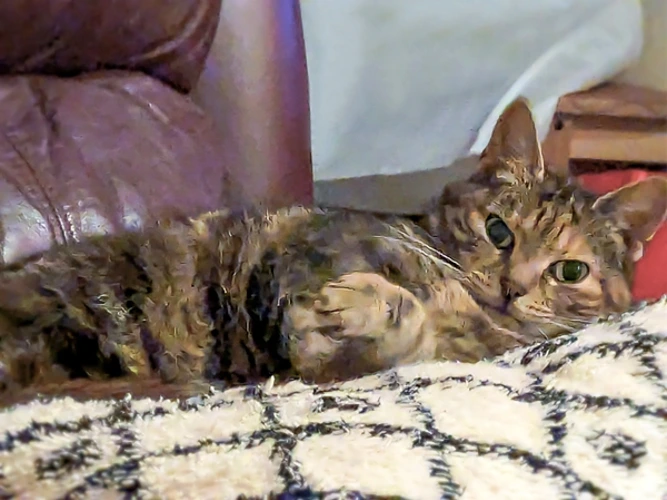 Penny (Direct Homing)