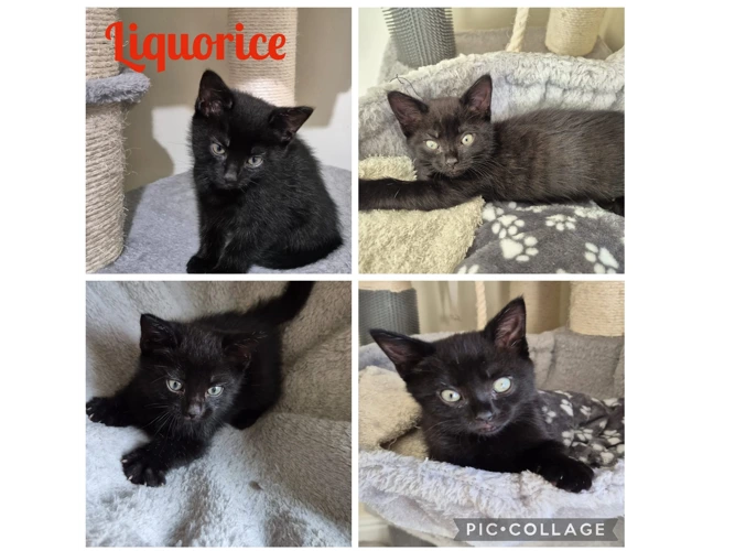 Kittens - Sweeties - Liquorice