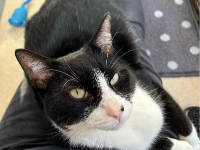 Kristoff the Gosport Cat