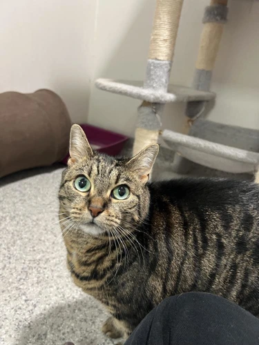 Zazzy