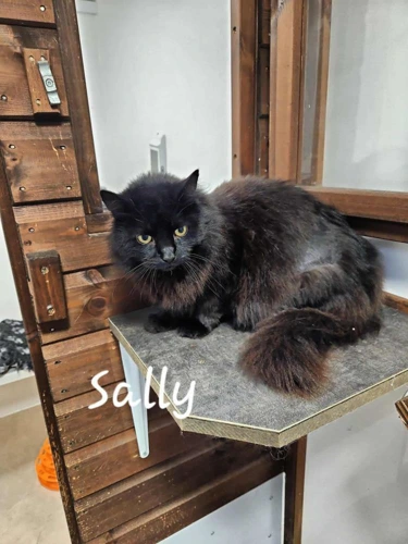 Sally