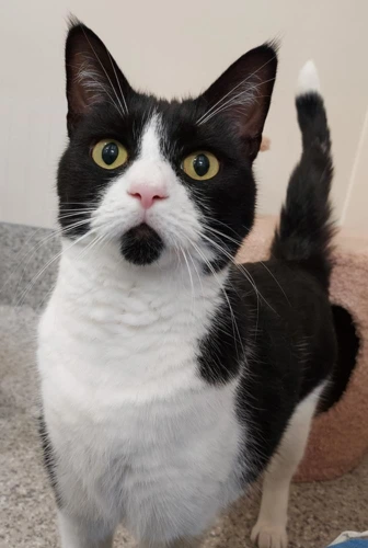 Phoebe 4yrs female
