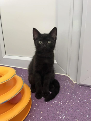 Benji