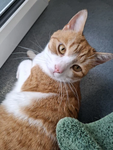 Dorito