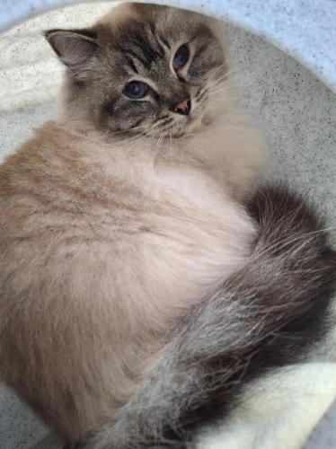 Oscar