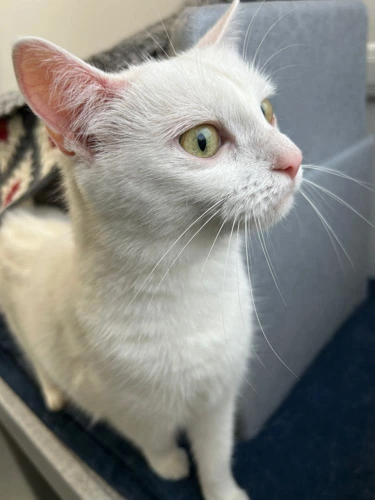 Mimi