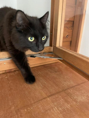 Beau