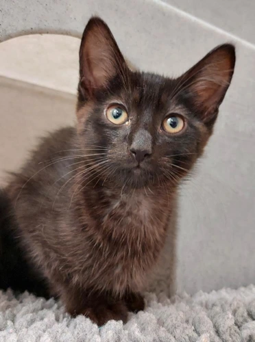 Kirk 11wk old male