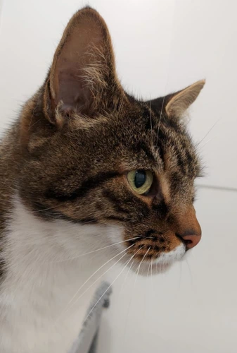 .KitKat 11y male
