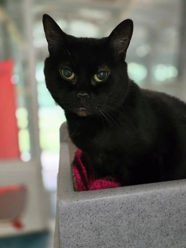 Penelope