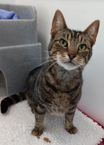 Biscuit