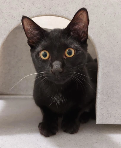 Kelly 8m female
