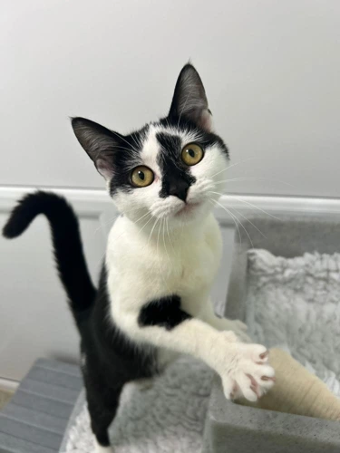 Nala