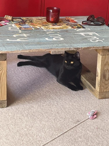 .Viola Sanderson - 1y female