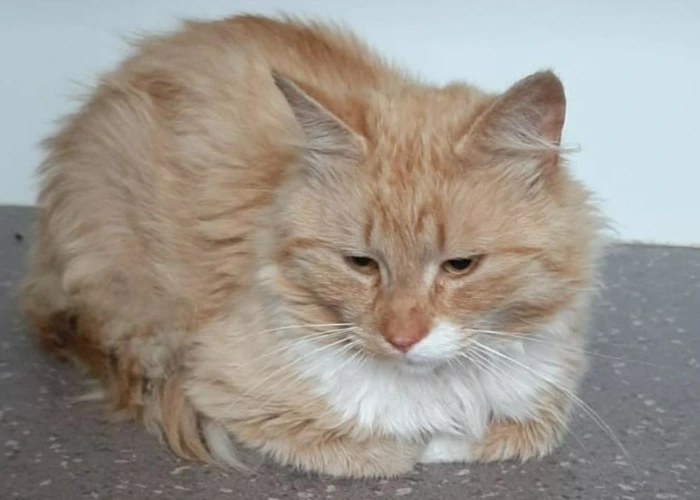 Smudge