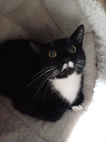 Sox