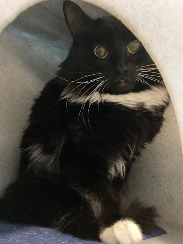 Louie