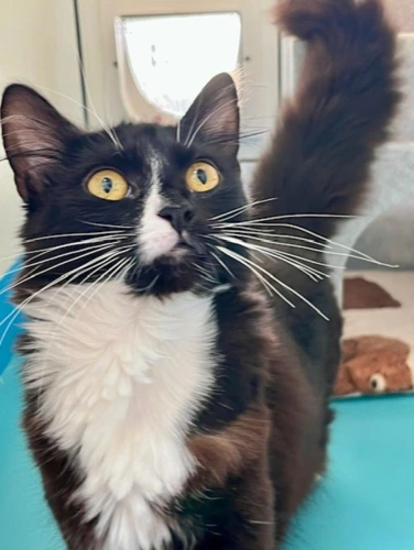 Nova