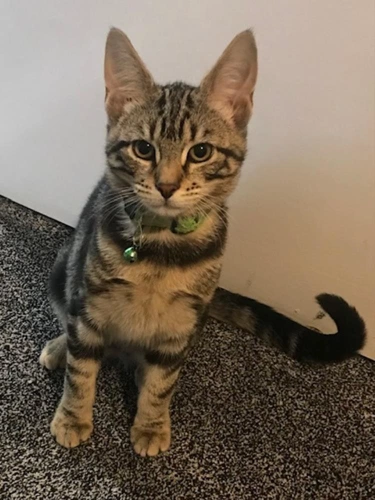 Kovu