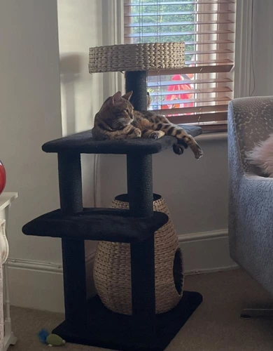 Nala