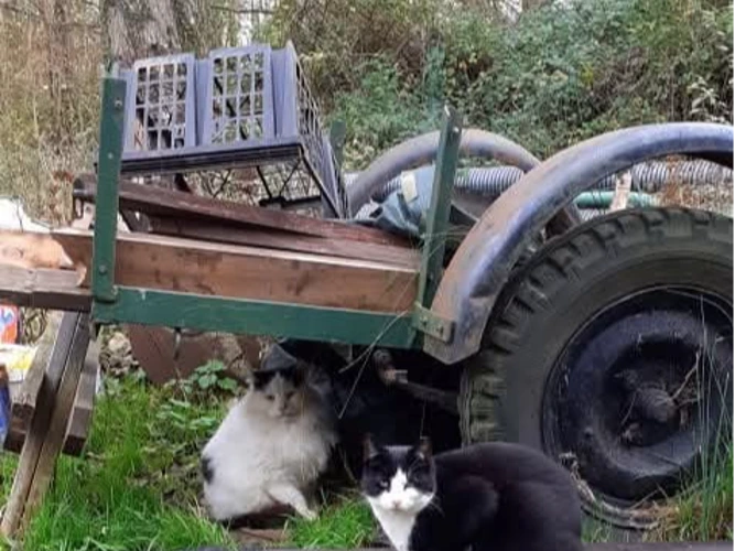 Feral & Semi Feral /Farm Cats