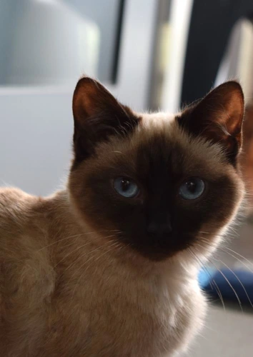 Buttercup