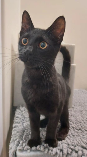 Ozzy 8m male