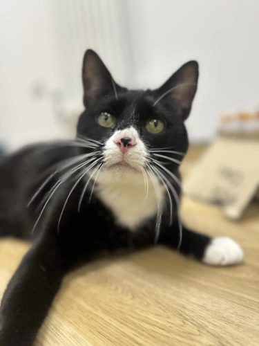 Elvis Purrsly
