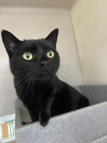 Onyx