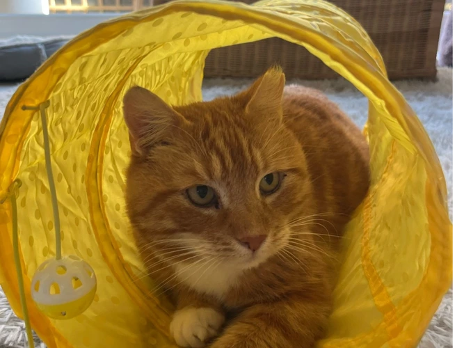 Roscoe