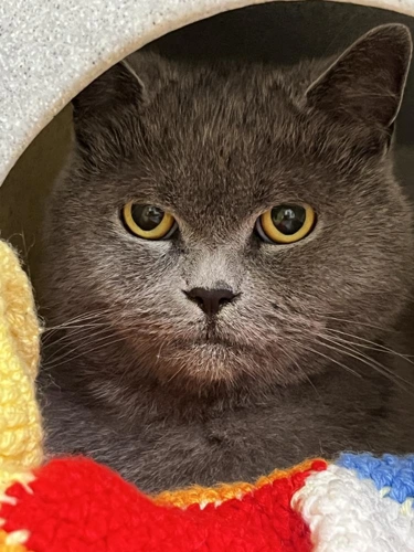 Beau