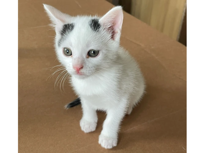 Kittens