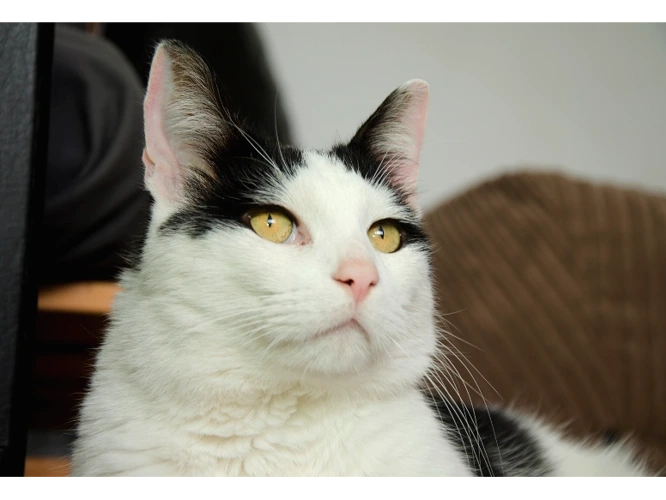 Benji