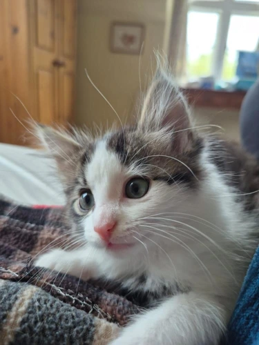 Poppy