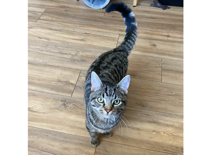 Loki