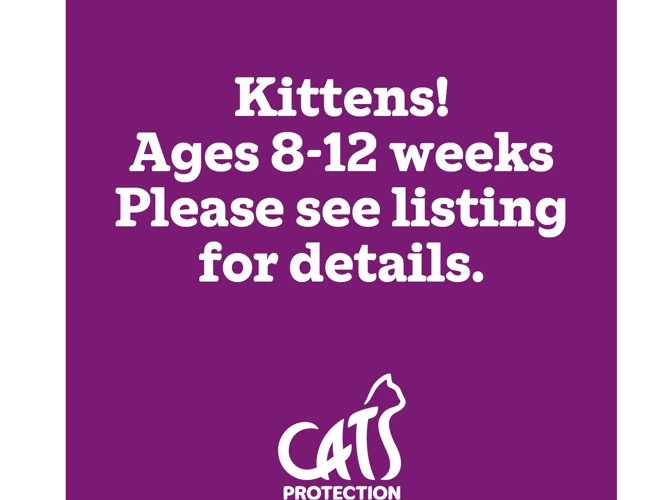 Kittens!