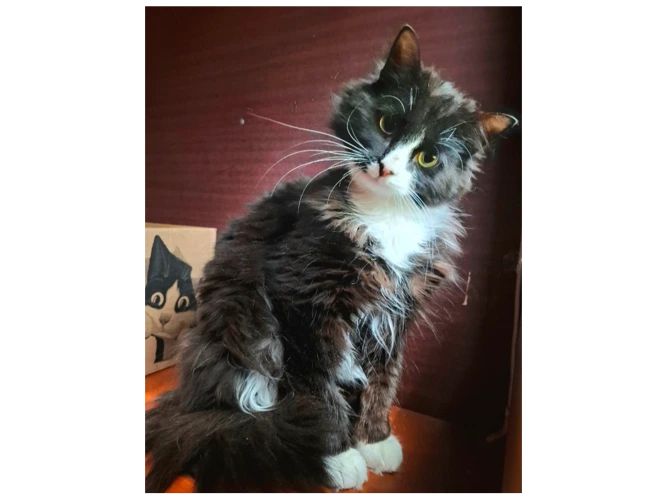 Pablo