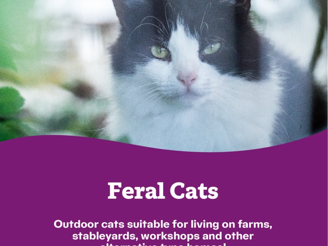 Feral Cats