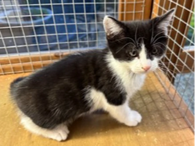 Kitten Luther