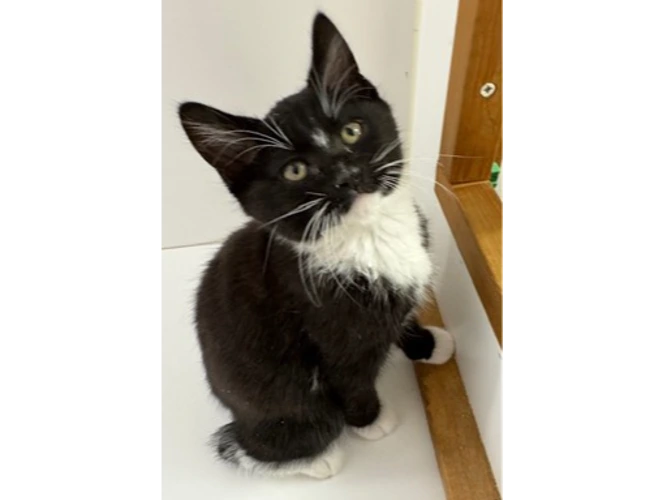 Kitten Ethan