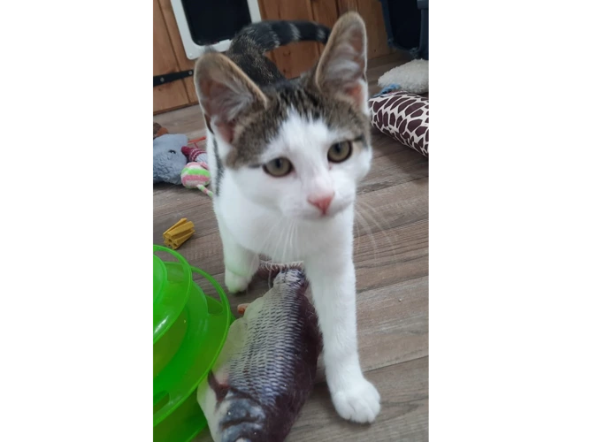 Oliver