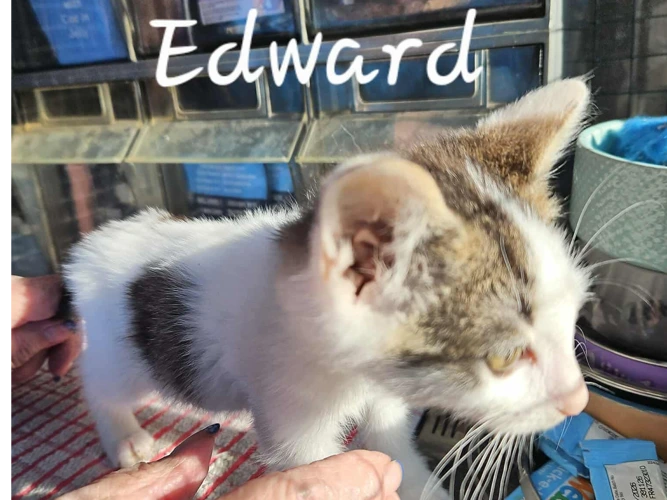 Edward