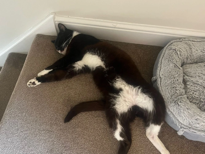 Oreo
