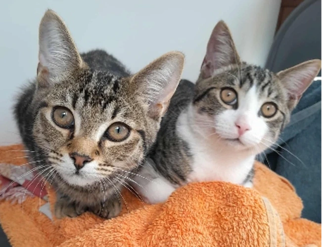 Max and Meg