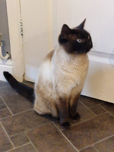 Toffee