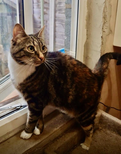 MAGGIE