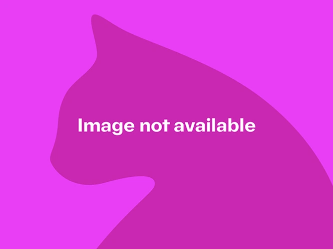 Ask about kittens